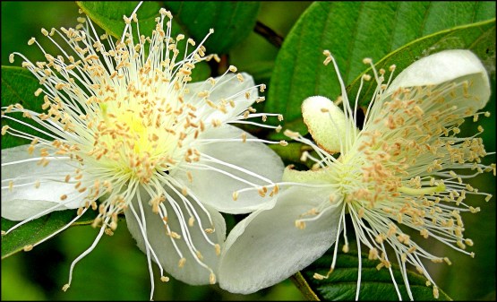 Guava flower 26